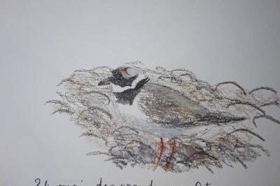 Charadrius hiaticula