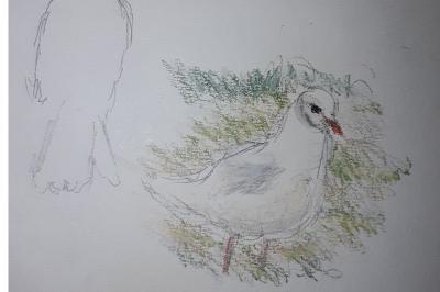 Mouette rieuse