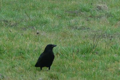 Corneille noire