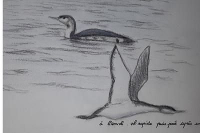 Plongeon catmarin