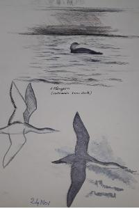 Plongeon catmarin