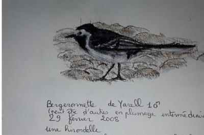 Bergeronnette de Yarrell