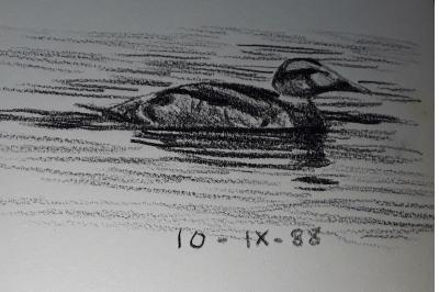 Eider à duvet