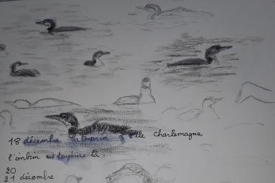 Plongeon imbrin