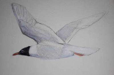 Mouette mélanocéphale
