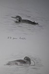 Plongeon imbrin
