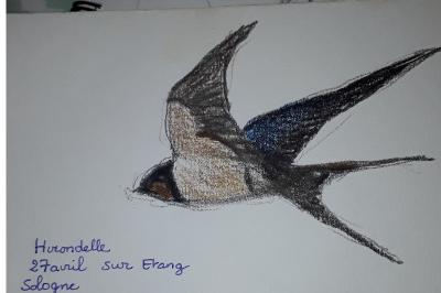 Hirondelle rustique