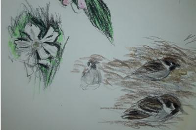Moineau friquet