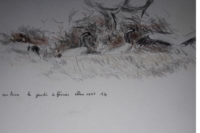 Grue cendrée