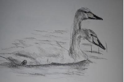 Cygne chanteur
