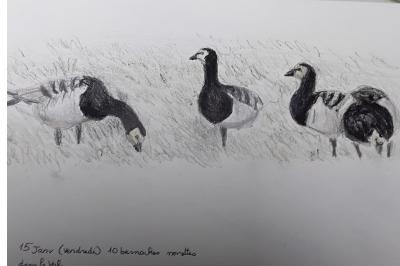 Branta leucopsis