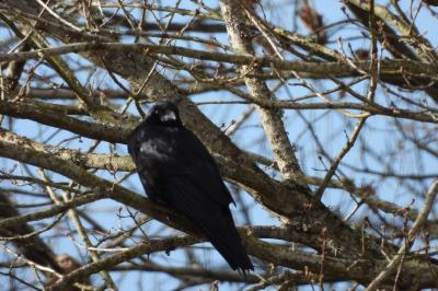 Corvus corone
