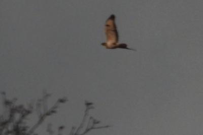 Buse variable