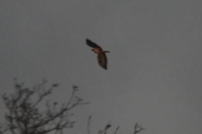 Buse variable