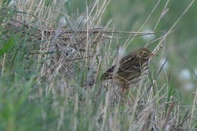 Pipit farlouse