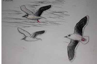 Mouette pygmée