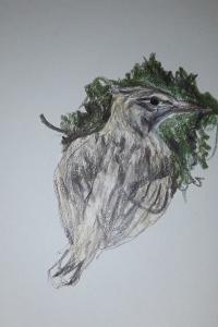 Cochevis huppé