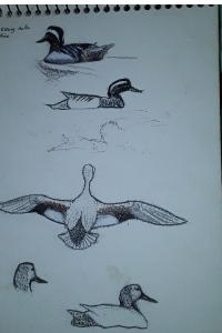 Canard chipeau