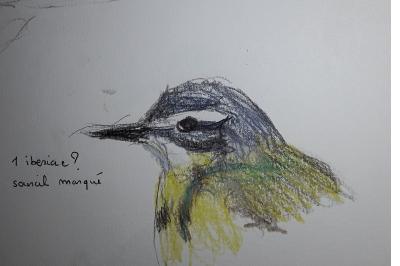 Bergeronnette printanière ibérique
