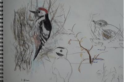 Dendrocopos medius