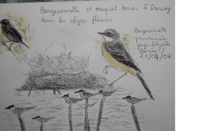 Bergeronnette printanière ibérique