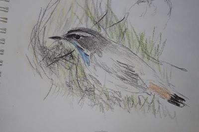 Gorgebleue à miroir