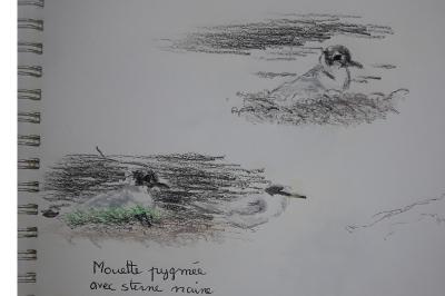 Mouette pygmée