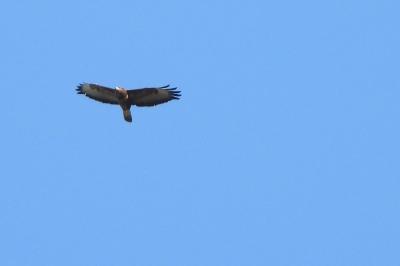 Buse variable