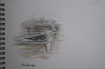 Phalarope à bec étroit