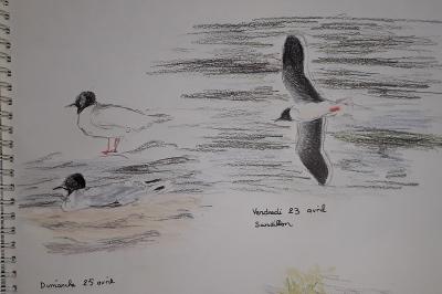 Mouette pygmée