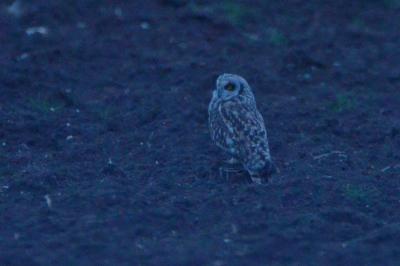 Hibou des marais