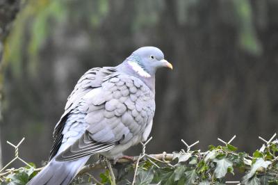 Pigeon ramier