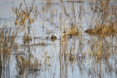 Canard colvert