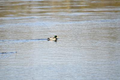 Canard colvert