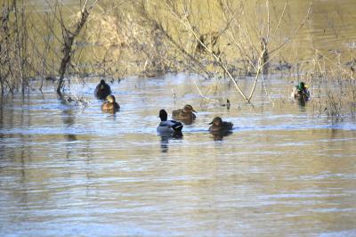 Canard colvert