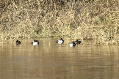 Fuligule morillon