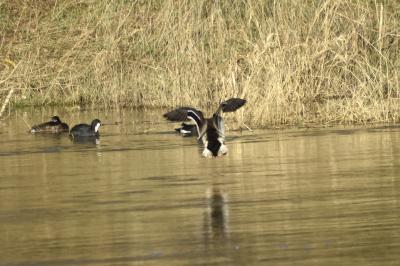 Canard colvert