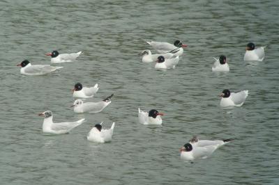 Mouette mélanocéphale