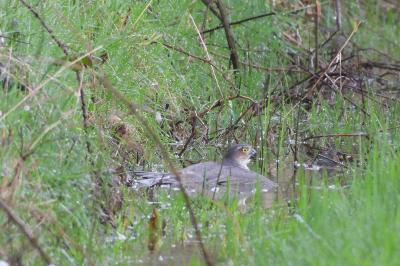 Accipiter nisus