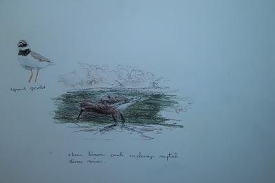 Bécasseau cocorli