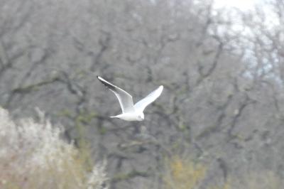 Mouette rieuse