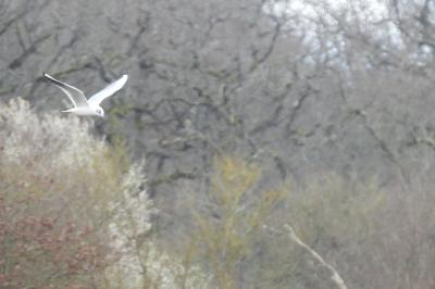 Mouette rieuse