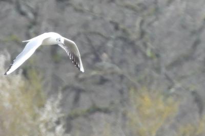 Mouette rieuse