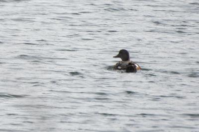 Canard chipeau