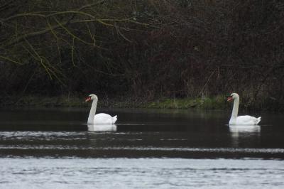 Cygne tuberculé