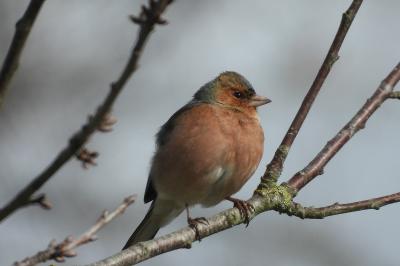 Pinson des arbres