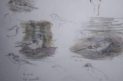 Pipit spioncelle