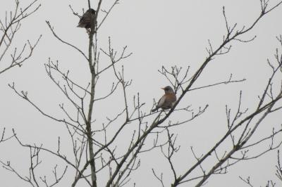 Turdus pilaris
