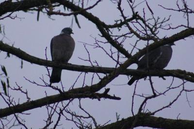 Pigeon ramier