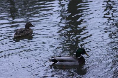 Canard colvert
